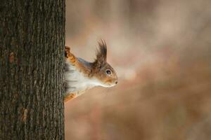 schattig jong eekhoorn Aan boom met gehouden uit poot tegen wazig winter Woud in achtergrond. foto