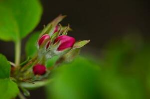 bloeiend appel boom rood knop zacht focus Aan bladeren. natuur in de lente. foto