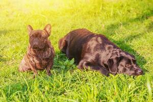 Frans bulldog in focus en labrador in onscherp. honden Aan groen gras. foto