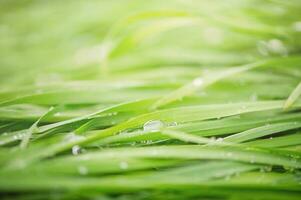 groen gras met dauw druppels macro foto. natuurlijk groen achtergrond met zacht focus. foto