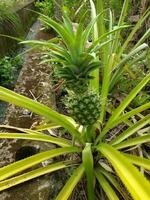 groen jong ananas in de huis tuin, looks mooi en vers foto