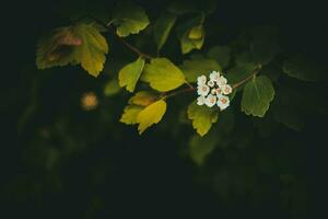 voorjaar struik met wit klein bloemen Aan een achtergrond van donker groen bladeren foto