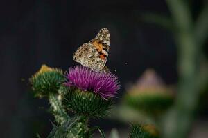 zomer vlinder zittend Aan een bloeiend Purper distel bloem in de laat middag zon foto