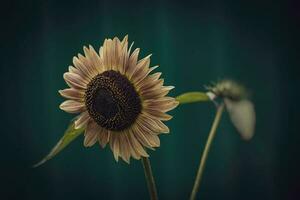 zomer rijp zonnebloem groeit in een huis tuin tussen groen bladeren foto