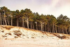 wit zand duinen met groot pijnboom bomen groeit Aan hen Bij de Baltisch zee foto