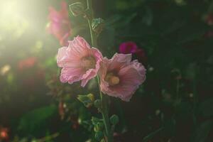 zomer kaasjeskruid bloem in de tuin in de warm avond zon foto