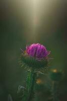 zomer Purper distel bloem tussen groen in een wild weide, foto