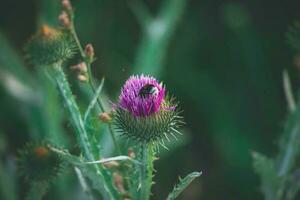 zomer Purper distel bloem tussen groen in een wild weide, foto