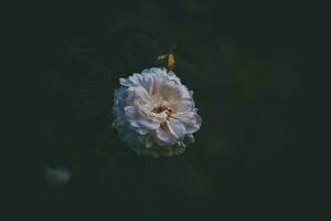 wit delicaat geurig roos tussen donker bladeren in de zomer tuin foto
