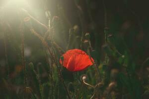 rood delicaat zomer papaver Aan groen weide achtergrond foto