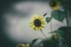 geel zonnebloem bloem Aan een achtergrond van groen bladeren in de zomer tuin foto