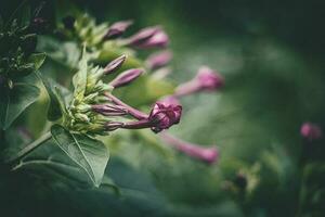 zomer weinig Purper bloem in de tuin tussen groen bladeren buitenshuis foto