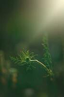 delicaat wild wit weide bloem lit door warm avond zomer zon Aan een kalmte achtergrond foto