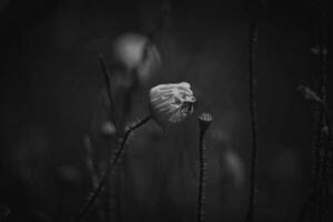 rood delicaat zomer papaver Aan groen weide achtergrond foto