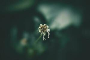 weinig zomer bloemen groeit in de tuin tussen groen gebladerte achtergrond Aan een warm dag foto