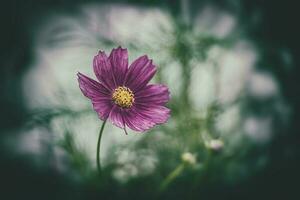 weinig zomer bloemen groeit in de tuin tussen groen gebladerte achtergrond Aan een warm dag foto