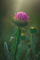 zomer Purper distel bloem tussen groen in een wild weide, foto