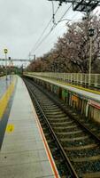 kyoto, Japan in april 2019. arashiyama station met druilerig weer voorwaarden en nog steeds in de lente. kers bloesem bomen foto