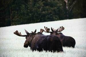 het is een noorden Amerikaans Woud dier dat looks Leuk vinden een buffel foto