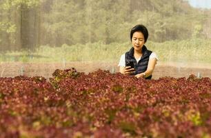 portret van gelukkig vrouw boer staand in biologisch groente boerderij en gebruik makend van slim telefoon. foto