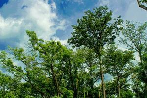 groen Woud bomen tegen een achtergrond van blauw lucht en wit wolken foto