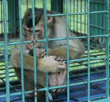 een aap is achter de bars van de kooi. aap Bij de dierentuin. eenzaam en verdrietig aap foto