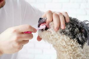 eigenaar poetsen tanden van schattig hond Bij huis foto