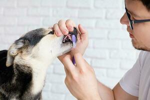 eigenaar poetsen tanden van schattig hond Bij huis foto