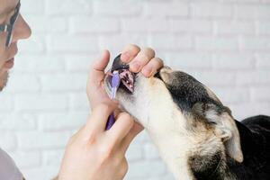 eigenaar poetsen tanden van schattig hond Bij huis foto