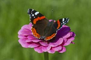 rood admiraal vlinder zittend Aan Purper goudsbloem bloem in tuin foto