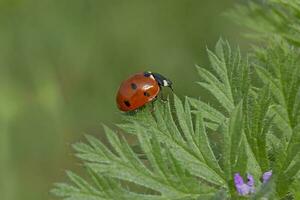 lieveheersbeestje kruipen door de rand van groen blad foto