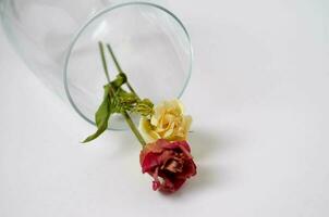 twee bloemen en de glas Aan de wit achtergrond. ruimte voor tekst. foto