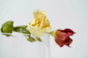 twee bloemen en de glas Aan de wit achtergrond. ruimte voor tekst. foto