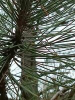 blauw net naald- detailopname. naald- van een groenblijvend boom voor een macro achtergrond. afbeelding van natuur. foto