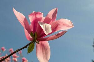 teder roze magnolia soulangeana bloem Aan een takje bloeiend tegen Doorzichtig blauw lucht Bij lente, dichtbij omhoog foto