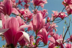 teder roze magnolia soulangeana bloem Aan een takje bloeiend tegen Doorzichtig blauw lucht Bij lente, dichtbij omhoog foto