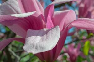 teder roze magnolia soulangeana bloem Aan een takje bloeiend tegen Doorzichtig blauw lucht Bij lente, dichtbij omhoog foto