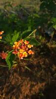 lantana is een fabriek inheems naar Indonesië. deze planten zijn breed geplant door de gemeenschap net zo bloem planten, beide bloemen in de werf en in parken, veel van welke toenemen wild. foto