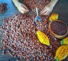 hand- van arbeider vrouw of inspecteren selecteren kwaliteit cacao bonen voor chocola productie door hand, cacao Boon kwaliteit sorteren foto