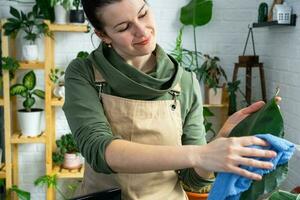 vrouw doekjes de stof met een vod van de bladeren van huis ingemaakt planten, gegroeid met liefde Aan schappen in de interieur van de huis. huis fabriek groeien, groen huis, zuiverheid en Gezondheid van planten. foto