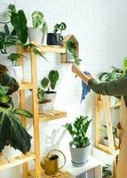 vrouw doekjes de stof met een vod van de bladeren van huis ingemaakt planten, gegroeid met liefde Aan schappen in de interieur van de huis. huis fabriek groeien, groen huis, zuiverheid en Gezondheid van planten. foto