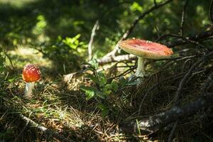 amanita muscaria champignons in Woud, natuurlijk helder zonnig achtergrond. foto