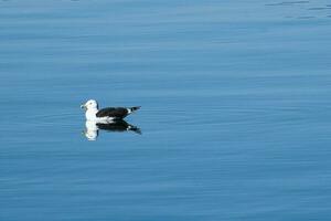 zeemeeuw zwemt Aan de fjord in Noorwegen. de zee vogel is weerspiegeld in de water. foto