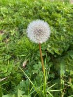 paardebloem zaad hoofd klaar naar bloeien foto