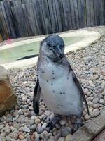 baby humboldt pinguïn 1 week oud foto