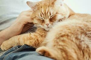 groot rood kat liggen Aan de Mens. mannetje handen strelen spinnen kat. selectief focus Aan van katten uiteinde van een loop foto