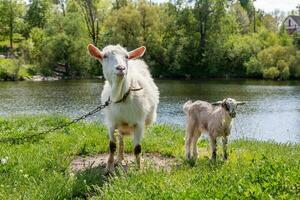 een groen glade Aan de bank van de rivier, maar welke grazen geiten foto