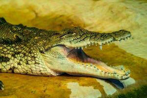 krokodil met Open mond met groot tanden foto