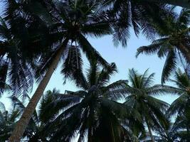 palm bomen zijn geïsoleerd met blauw luchten in achtergrond gevangen genomen laag hoek foto