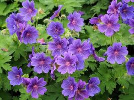 mooie ooievaarsbekgeraniums die in een tuin bloeien foto